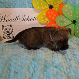 Lulu(Miss Pink) - Red brindle female Cairn Terrier puppy in Savannah, Missouri from WoodSchott Cairn Terriers