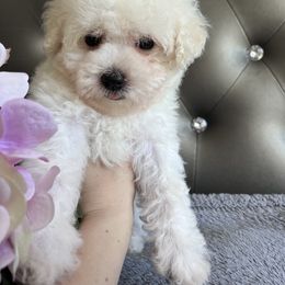 Coton de Tulear Puppies from Viktoriia's Coton De Tulears & French Bulldogs