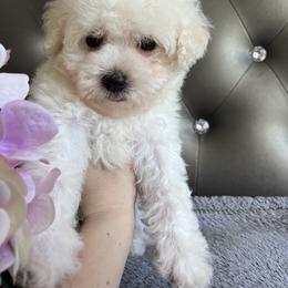 Coton de Tulear Puppies from Viktoriia's Coton De Tulears & French Bulldogs