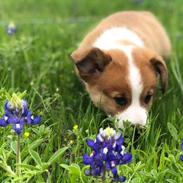 Pembroke Welsh Corgis from Ginger Sky Corgi Ranch