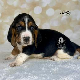 Sally - Black white and brown female Basset Hound puppy in Dingess, West Virginia from Tuckers' Howling Hounds