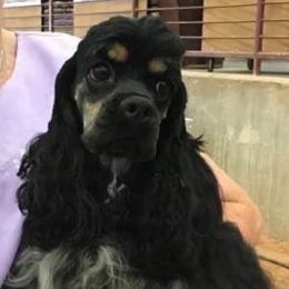 Harper - Cocker Spaniel