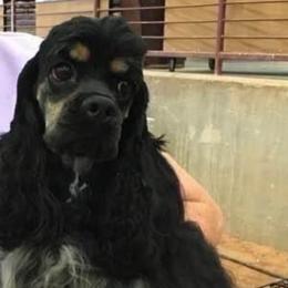 Harper - Cocker Spaniel