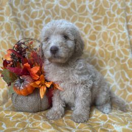 Lucky Charms - Cream male Goldendoodle puppy in Atlantic Beach, Florida from Glamorous Golden Doodles