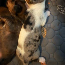 Simply Amazing - Piebald male Dachshund puppy in South Haven, Kansas from Keen's Dachshunds