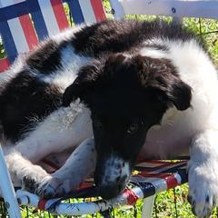 Borzoi puppies from BelVento