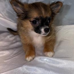 Lola - Black sabled fawn female Chihuahua puppy in Palmyra, Indiana from Country Star Chihuahuas