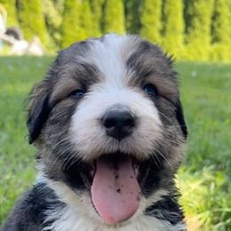 Bernedoodles from Just 2 Berners