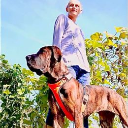 Great Dane All Grown Up from Port Bay Danes