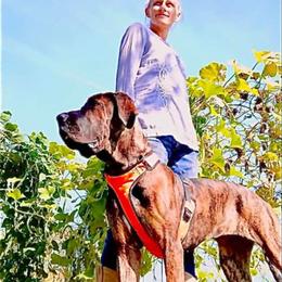 Great Dane All Grown Up from Port Bay Danes