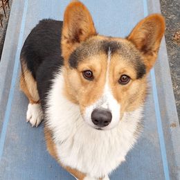 Cardigan Welsh Corgis from Walnut Ridge Farm LLc.