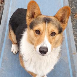Cardigan Welsh Corgis from Walnut Ridge Farm LLc.