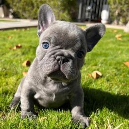 French Bulldogs from Gilbert Puppies