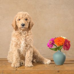 Boy 4 - male Goldendoodle puppy in Germantown, Ohio from Doodle Patch Farm