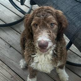 Boy 3 - Red male Aussiedoodle puppy in Alabama from SBA Aussies