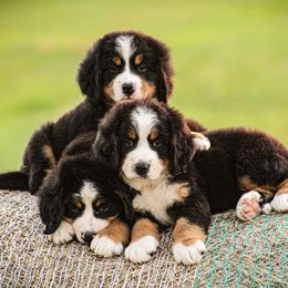 Bernese Mountain Dog Puppies from Home Sweet Bernese