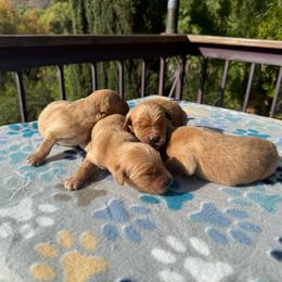 Girl 4 - Golden female Golden Retriever puppy in San Jacinto, California from Golden Retriever Puppy Bliss
