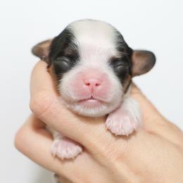 Green - Tri-color male Cavalier King Charles Spaniel puppy in Flagstaff, Arizona from Cadelia Cavalier King Charles Spaniels