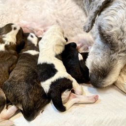 Sheepadoodle puppies from Sharon’s Sheepadoodle’s