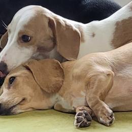 Dachshund Puppies from King's Dachshunds