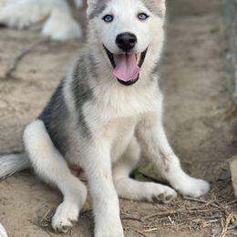 Siberian Husky Puppies from Agouti Run: Husky House