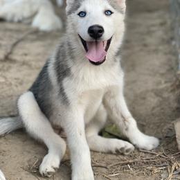 Siberian Husky Puppies from Agouti Run: Husky House