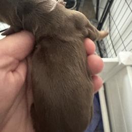 Girl 2 - Chocolate and tan female Dachshund puppy in Casselberry, Florida from Amore Mini Dachshund Breeders & More