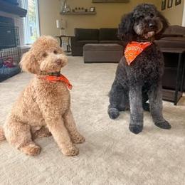 Cavapoo and Poodle All Grown Up from Sleeping Bear Kennels