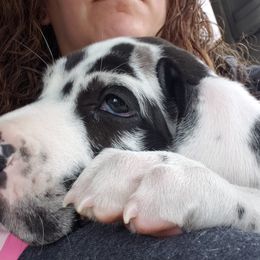 Great Dane Puppies from Gentle Giants of Tennessee Great Danes
