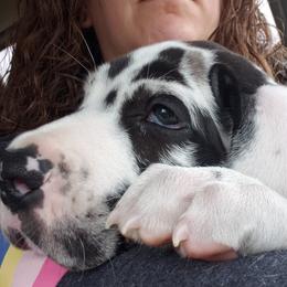 Great Dane Puppies from Gentle Giants of Tennessee Great Danes