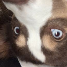 Miniature Australian Shepherd All Grown Up from Diamond Rainbow Aussies