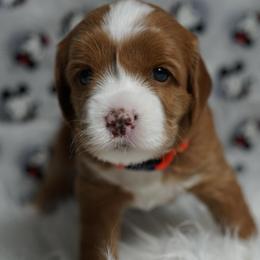 Tinker Bell - Red female Australian Labradoodle puppy in Fontana, California from Glory Labradoodle’s