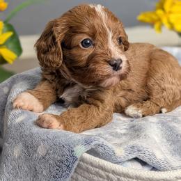 Atlas - Apricot male Cavapoo puppy in Casa, Arkansas from Blue Diamond Puppies