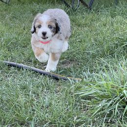 Aussiedoodles, Miniature Australian Shepherds, and Pembroke Welsh Corgis from The Hoppers Back 40