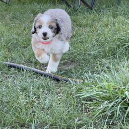 Aussiedoodles, Miniature Australian Shepherds, and Pembroke Welsh Corgis from The Hoppers Back 40