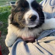 Karakachan Puppies from DeMaria Farm