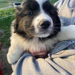 Karakachan Puppies from DeMaria Farm
