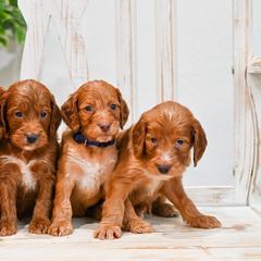Aussiedoodle, Bernedoodle, Goldendoodle, and Irish Doodle Puppies from Sun Valley Goldendoodles