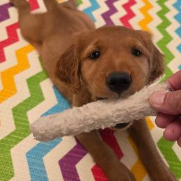 Aqua collar - Dark golden female Golden Retriever puppy in Albany, Oregon from Sutter Bay Retrievers