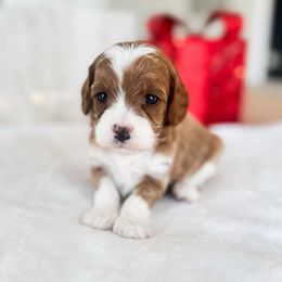 Spruce - Red  male Goldendoodle puppy in Sterling, Illinois from Charley's Goldendoodles