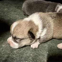 Elsa's sable girl - Sable female Pembroke Welsh Corgi puppy in Clinton, Tennessee from High Hopes Farm