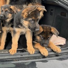 German Shepherds from Vom Kalte Stadt