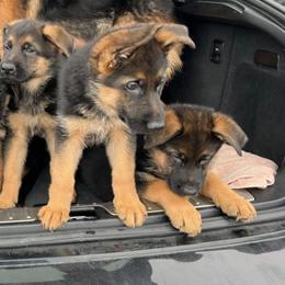 German Shepherds from Vom Kalte Stadt