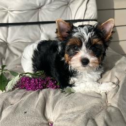 Ralphie - Black tan and white male Biewer Terrier puppy in Chester, South Carolina from Classic Biewers