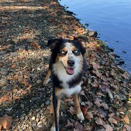 Rhaneyra - Australian Shepherd