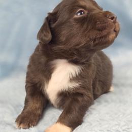 G-1 - Red tri female Miniature Australian Shepherd puppy in Citra, Florida from Southpaw Herders LLC