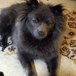 Pomeranian, Pomsky, and Toy Australian Shepherd All Grown Up from Blessed Little Paws