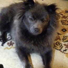 Pomeranian, Pomsky, and Toy Australian Shepherd All Grown Up from Blessed Little Paws