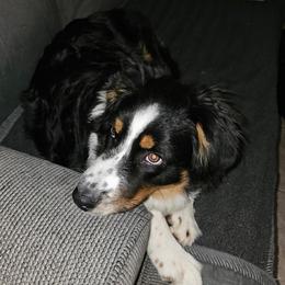 Riley - Black tri-color male Australian Shepherd puppy in Anniston, Alabama from All Hale Aussies
