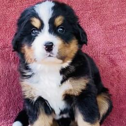 Pink Collar Female - Black rust and white female Bernese Mountain Dog puppy in Bristol, Tennessee from Holston Hollow Farm
